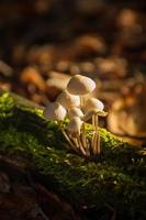 Group of mushrooms photo