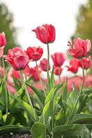 Blooming spring pink tulip flowers photo