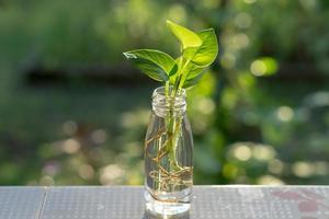 Plant in bottle photo