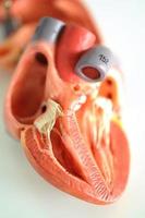 human heart photo