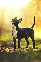 beautiful and young English Bull Terrier dog puppy summer sunset