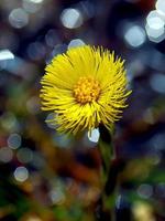 Coltsfoot (Tussilago farfara L.) flowers in the spring forest photo