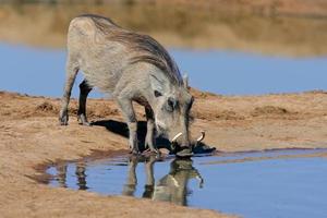 Warthog drinking