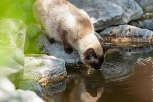 gato agua potable