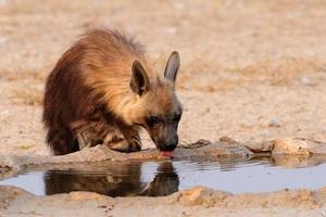 Brown hyaena drinking