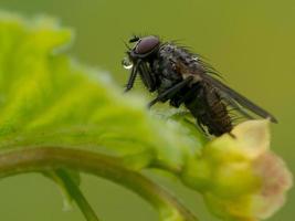 Fly Drinking Water photo