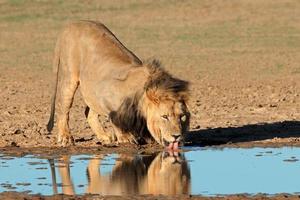 African lion drinking photo