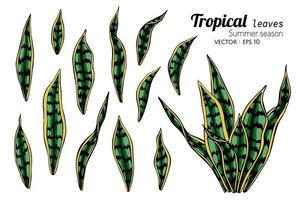 conjunto de hojas silvestres tropicales vector