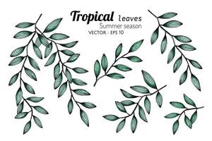 Set of Tropical Botanical Leaves vector