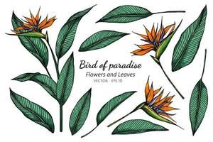 Set of Bird of Paradise Flower Drawing vector