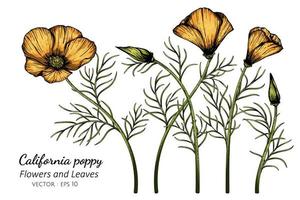 Orange California Poppy Flower Drawing vector