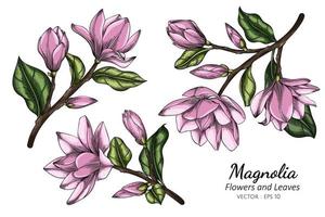 Pink Magnolia Flower and Leaf Drawing