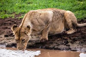 Lioness drinking photo