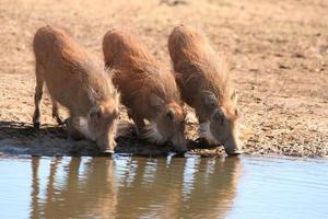 Warthogs Drinking Water photo