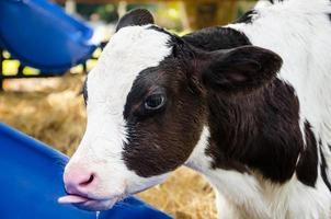bebe vaca agua potable foto