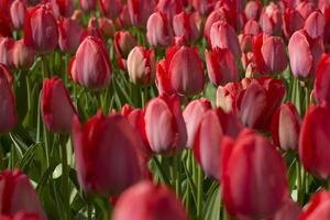 tulipanes rojos foto
