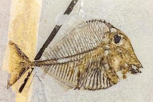 peces fósiles foto