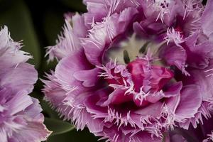 Pink tulip macro photo
