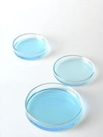 Petri dish in three sizes with blue liquid