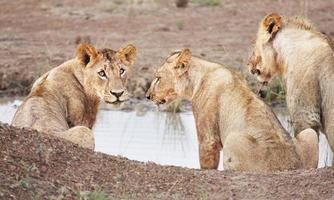 Lioness drinking in kenya photo
