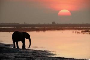 Elephant drinking at sunset