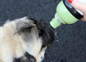 Pug drinking from water bottle photo
