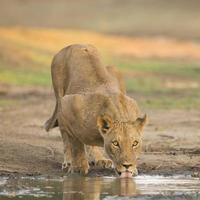 hembra león (panthera leo) bebiendo foto