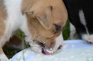 Amstaff dog puppy drinking milk