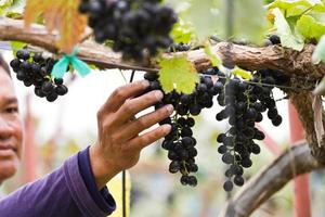 Man in vineyard picking grapes photo