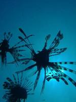 Lionfish silhouette photo