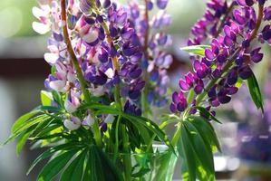 Altramuces violetas en florero de vidrio foto