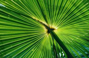 Tropical palm, backlit, Queensland, Australia photo