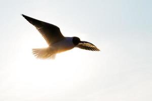 Backlit seagull