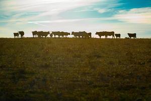 Grazing cows at sunset