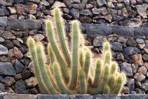 cactus retroiluminado foto