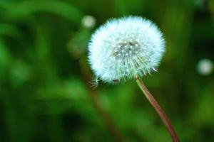 dandelion with flying seeds photo