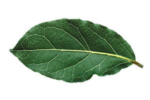 Single bay leaf photo