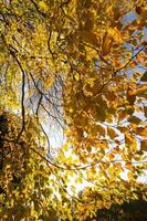 Low angle view of autumn leaves photo
