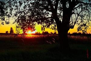 Lonely tree sunrise photo
