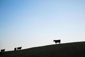 vacas en la colina foto