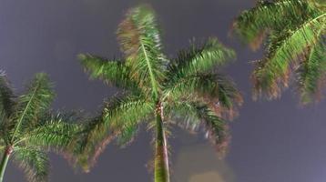 View of night palm tree photo