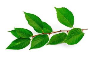 rama con hojas verdes de olmo foto