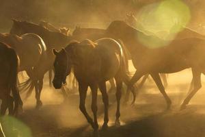 caballos en polvo