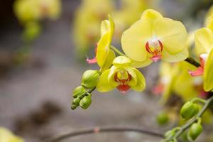 hermosas orquídeas