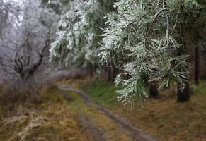 Pine covered by ice. photo