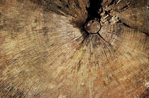 Tree Ring Stock Photos, Images and Backgrounds for Free Download