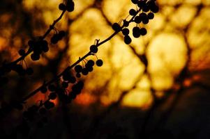 Twilight through branches : dramatic sunset back lit tree photo