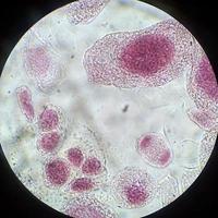 células sanas vivas (mitosis) foto