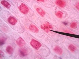 células sanas vivas (mitosis): micro-foto original de tejido