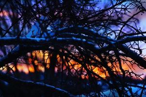 Twilight through branches : Colorful sunset back lit tree photo